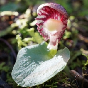 Corysanthes grumula at suppressed - 23 Aug 2014