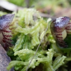 Corysanthes grumula at suppressed - 23 Aug 2014