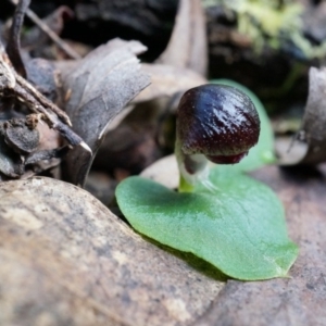 Corysanthes grumula at suppressed - 23 Aug 2014