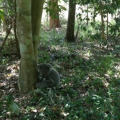 Phascolarctos cinereus (Koala) at Ellenborough, NSW - 24 Oct 2013 by hmoorcroft