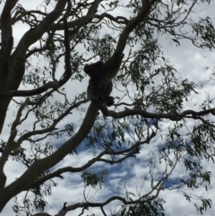 Phascolarctos cinereus (Koala) at Monaltrie, NSW - 14 Nov 2015 by Sartori1