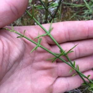 Discaria pubescens at Molonglo River Reserve - 14 Nov 2015 10:59 AM