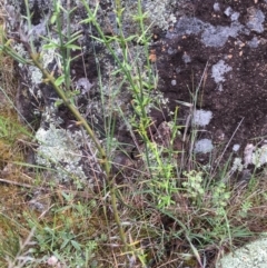 Discaria pubescens at Molonglo River Reserve - 14 Nov 2015