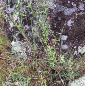 Discaria pubescens at Molonglo River Reserve - 14 Nov 2015 10:59 AM