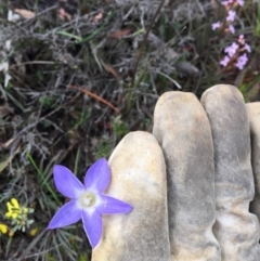 Wahlenbergia capillaris (Tufted Bluebell) at Bungendore, NSW - 14 Nov 2015 by yellowboxwoodland