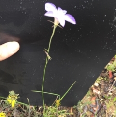 Wahlenbergia capillaris at Bungendore, NSW - 14 Nov 2015