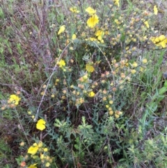 Hibbertia obtusifolia (Grey Guinea-flower) at Bungendore, NSW - 14 Nov 2015 by yellowboxwoodland