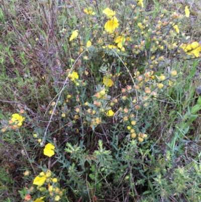 Hibbertia obtusifolia (Grey Guinea-flower) at Bungendore, NSW - 14 Nov 2015 by yellowboxwoodland