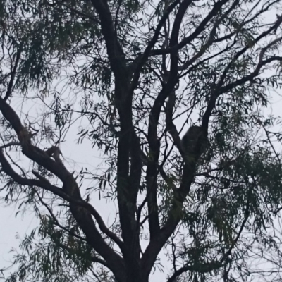 Phascolarctos cinereus (Koala) at Port Macquarie, NSW - 13 Nov 2015 by Charlesbusby