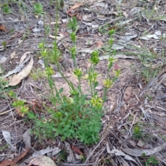 Pimelea curviflora (Curved Rice-flower) at Bungendore, NSW - 14 Nov 2015 by yellowboxwoodland