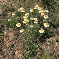 Leucochrysum albicans subsp. albicans (Hoary Sunray) at Bungendore, NSW - 14 Nov 2015 by yellowboxwoodland