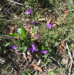 Viola betonicifolia (Mountain Violet) at Bungendore, NSW - 14 Nov 2015 by yellowboxwoodland