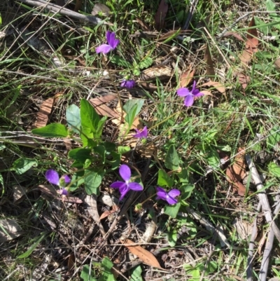 Viola betonicifolia (Mountain Violet) at Bungendore, NSW - 14 Nov 2015 by yellowboxwoodland