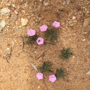 Convolvulus angustissimus subsp. angustissimus at Bungendore, NSW - 14 Nov 2015 02:34 PM