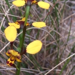 Diuris sp. (A Donkey Orchid) at Bungendore, NSW - 14 Nov 2015 by yellowboxwoodland