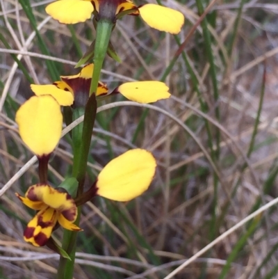 Diuris sp. (A Donkey Orchid) at Bungendore, NSW - 14 Nov 2015 by yellowboxwoodland