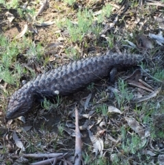 Tiliqua rugosa (Shingleback Lizard) at Bungendore, NSW - 14 Nov 2015 by yellowboxwoodland