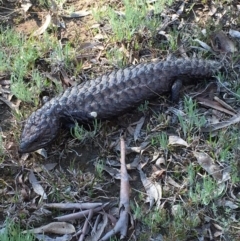 Tiliqua rugosa at Bungendore, NSW - 14 Nov 2015