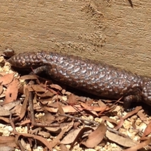 Tiliqua rugosa at Bungendore, NSW - 14 Nov 2015