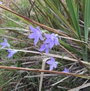 Wahlenbergia stricta subsp. stricta at O'Connor, ACT - 1 Nov 2015