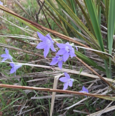 Wahlenbergia stricta subsp. stricta (Tall Bluebell) at O'Connor, ACT - 1 Nov 2015 by ibaird