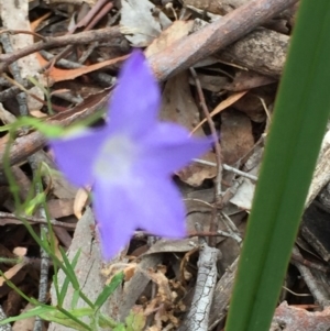 Wahlenbergia stricta subsp. stricta at O'Connor, ACT - 1 Nov 2015