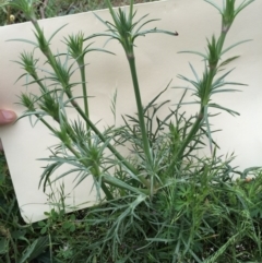 Eryngium ovinum at Bungendore, NSW - 14 Nov 2015