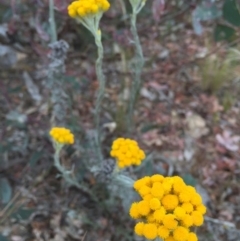 Chrysocephalum semipapposum (Clustered Everlasting) at O'Connor, ACT - 1 Nov 2015 by ibaird