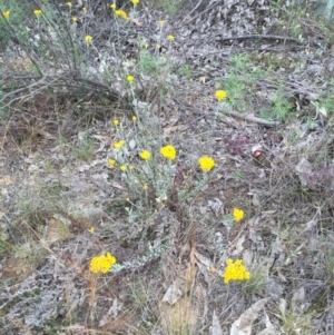 Chrysocephalum semipapposum at O'Connor, ACT - 1 Nov 2015