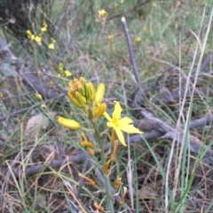 Bulbine bulbosa (Golden Lily, Bulbine Lily) at O'Connor, ACT - 1 Nov 2015 by ibaird