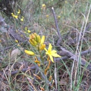 Bulbine bulbosa at O'Connor, ACT - 1 Nov 2015 01:22 PM