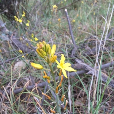 Bulbine bulbosa (Golden Lily, Bulbine Lily) at O'Connor, ACT - 1 Nov 2015 by ibaird