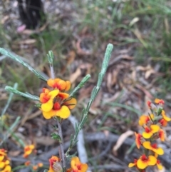 Dillwynia sericea (Egg And Bacon Peas) at Bruce Ridge - 1 Nov 2015 by ibaird