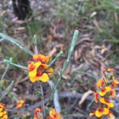 Dillwynia sericea (Egg And Bacon Peas) at Bruce Ridge - 1 Nov 2015 by ibaird