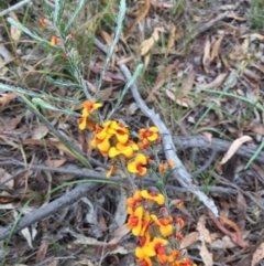 Dillwynia sericea at O'Connor, ACT - 1 Nov 2015