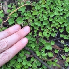 Dichondra repens (Kidney Weed) at Bungendore, NSW - 14 Nov 2015 by yellowboxwoodland