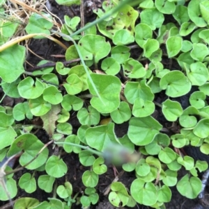 Dichondra repens at Bungendore, NSW - 14 Nov 2015