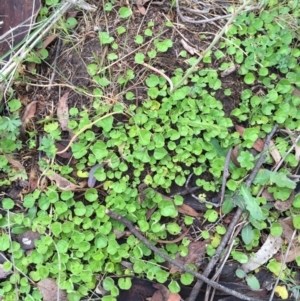 Dichondra repens at Bungendore, NSW - 14 Nov 2015