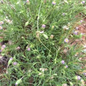 Vittadinia muelleri at Bungendore, NSW - 14 Nov 2015