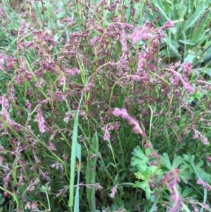 Gonocarpus tetragynus at Bungendore, NSW - 14 Nov 2015