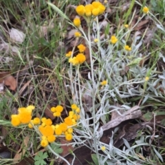 Chrysocephalum apiculatum (Common Everlasting) at Bungendore, NSW - 14 Nov 2015 by yellowboxwoodland