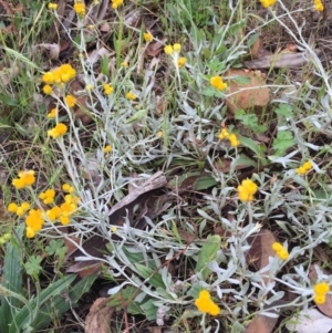 Chrysocephalum apiculatum at Bungendore, NSW - 14 Nov 2015