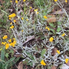 Chrysocephalum apiculatum at Bungendore, NSW - 14 Nov 2015