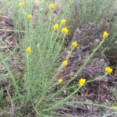 Chrysocephalum semipapposum at Bungendore, NSW - 14 Nov 2015