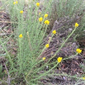 Chrysocephalum semipapposum at Bungendore, NSW - 14 Nov 2015