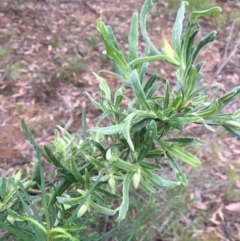 Billardiera scandens (Hairy Apple Berry) at Dryandra St Woodland - 1 Nov 2015 by ibaird