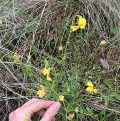 Goodenia paradoxa at Bungendore, NSW - 14 Nov 2015 by yellowboxwoodland