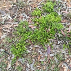 Astroloma humifusum (Cranberry Heath) at Bungendore, NSW - 14 Nov 2015 by yellowboxwoodland