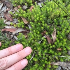 Styphelia humifusum at Bungendore, NSW - 14 Nov 2015 03:35 PM