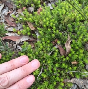 Astroloma humifusum at Bungendore, NSW - 14 Nov 2015